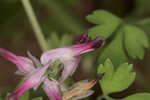 Ramping fumitory